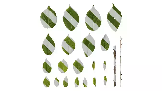 Anydrafts Eucommia ulmoides Leaf 04