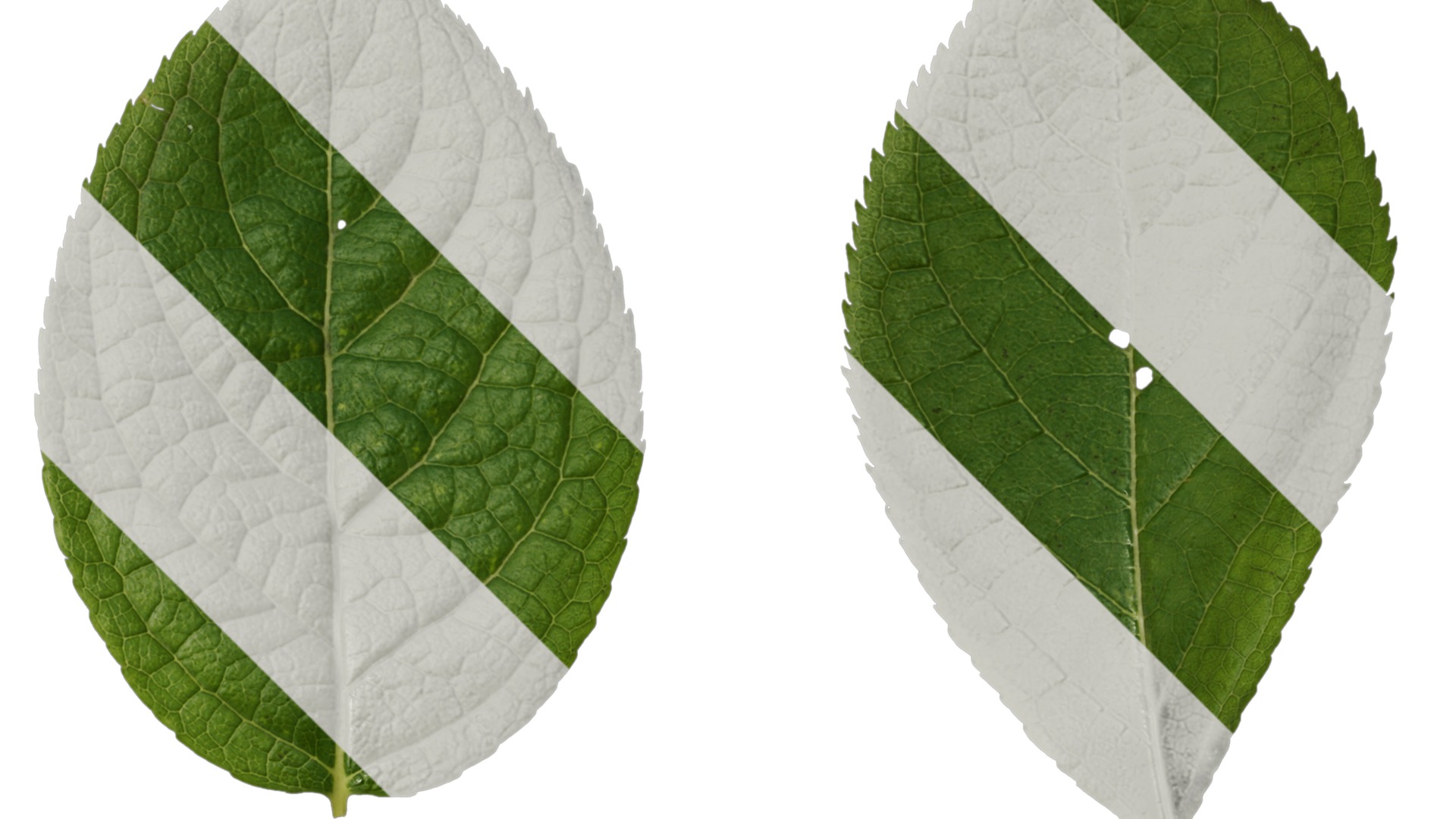 Anydrafts Eucommia ulmoides Leaf 04 Texture_2