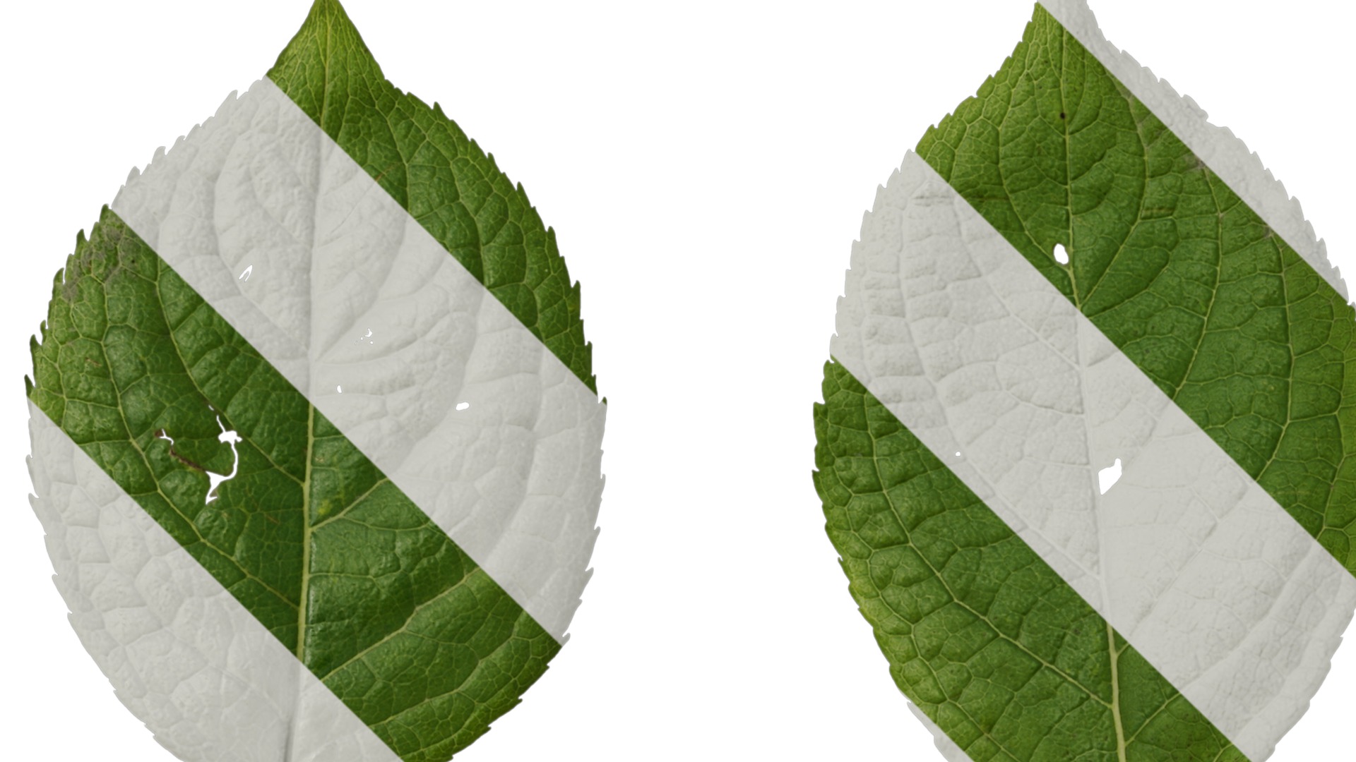 Anydrafts Eucommia ulmoides Leaf 04 Texture_1