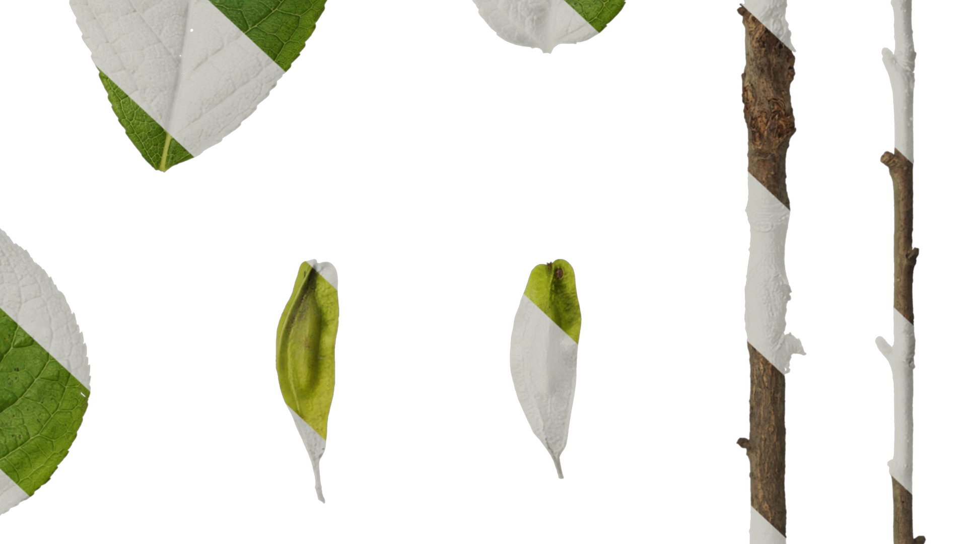 Anydrafts Eucommia ulmoides Leaf 04 Texture_6