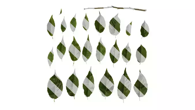 Anydrafts Eucommia ulmoides Leaf 05