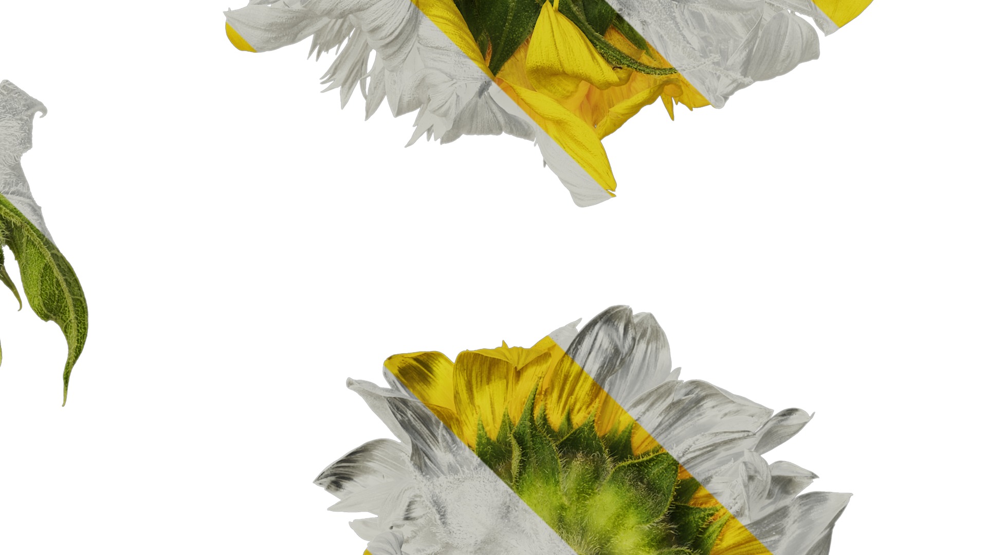 Anydrafts Helianthus annuus Flower 18 Texture_4