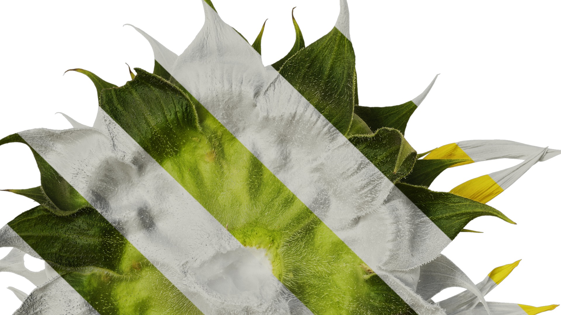 Anydrafts Helianthus annuus Flower 18 Texture_5