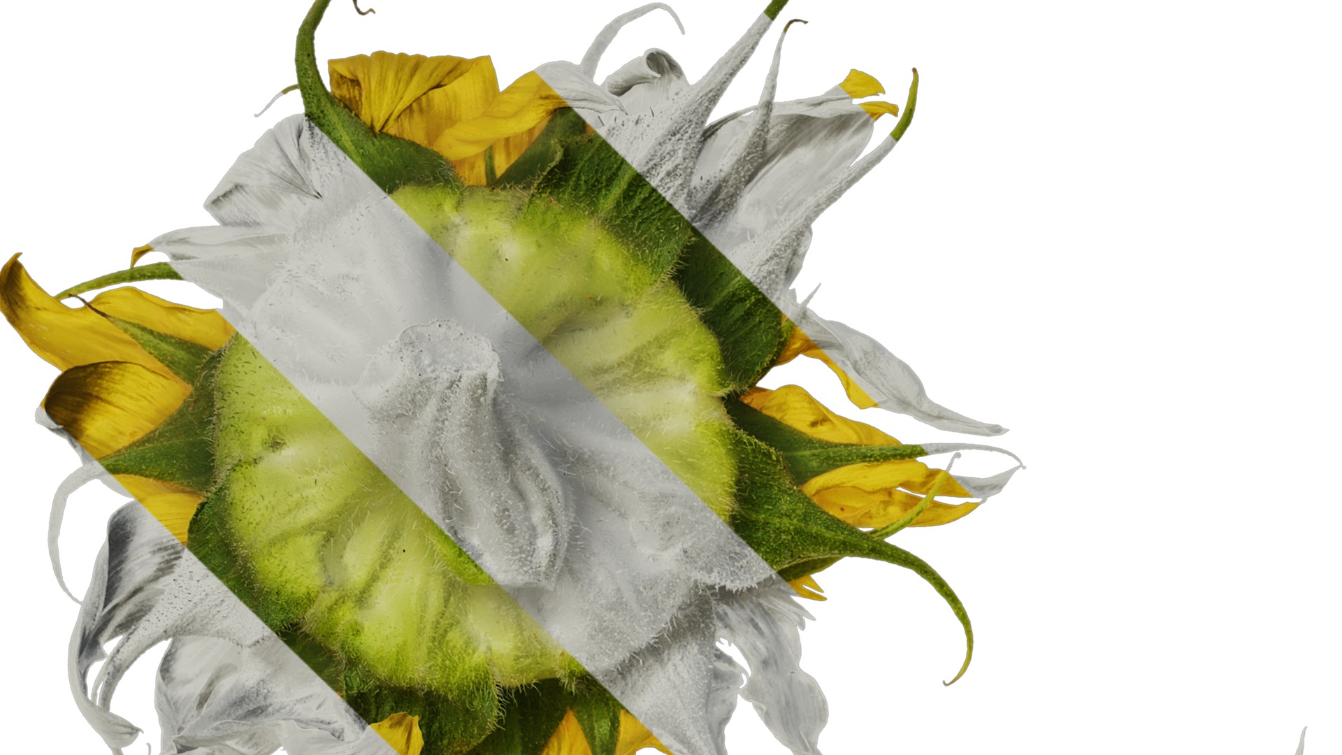 Anydrafts Helianthus annuus Flower 18 Texture_1