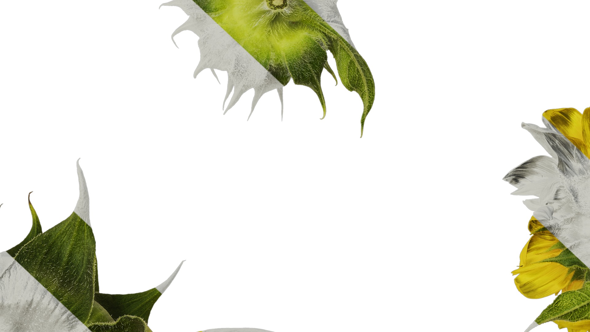 Anydrafts Helianthus annuus Flower 18 Texture_7