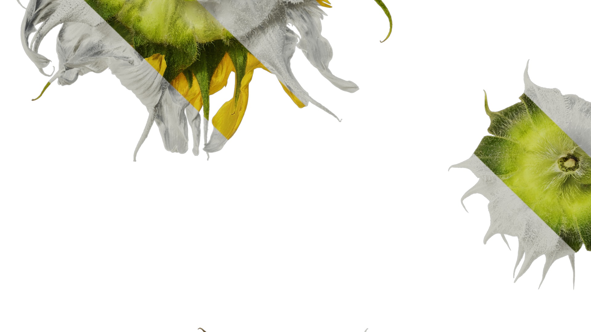 Anydrafts Helianthus annuus Flower 18 Texture_3