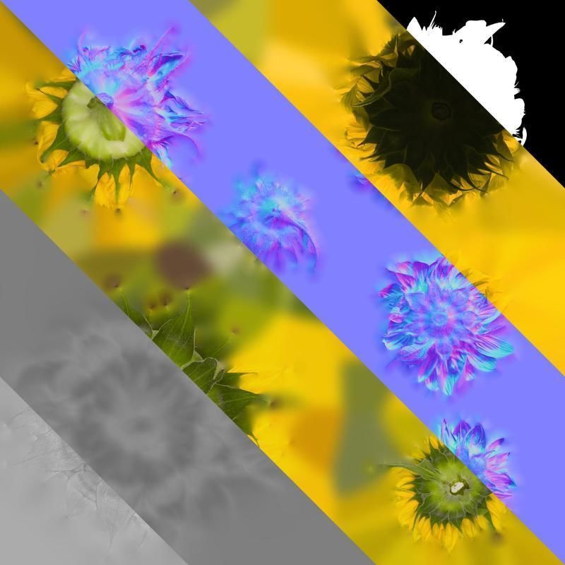 Anydrafts Helianthus annuus Flower 18 Texture_8