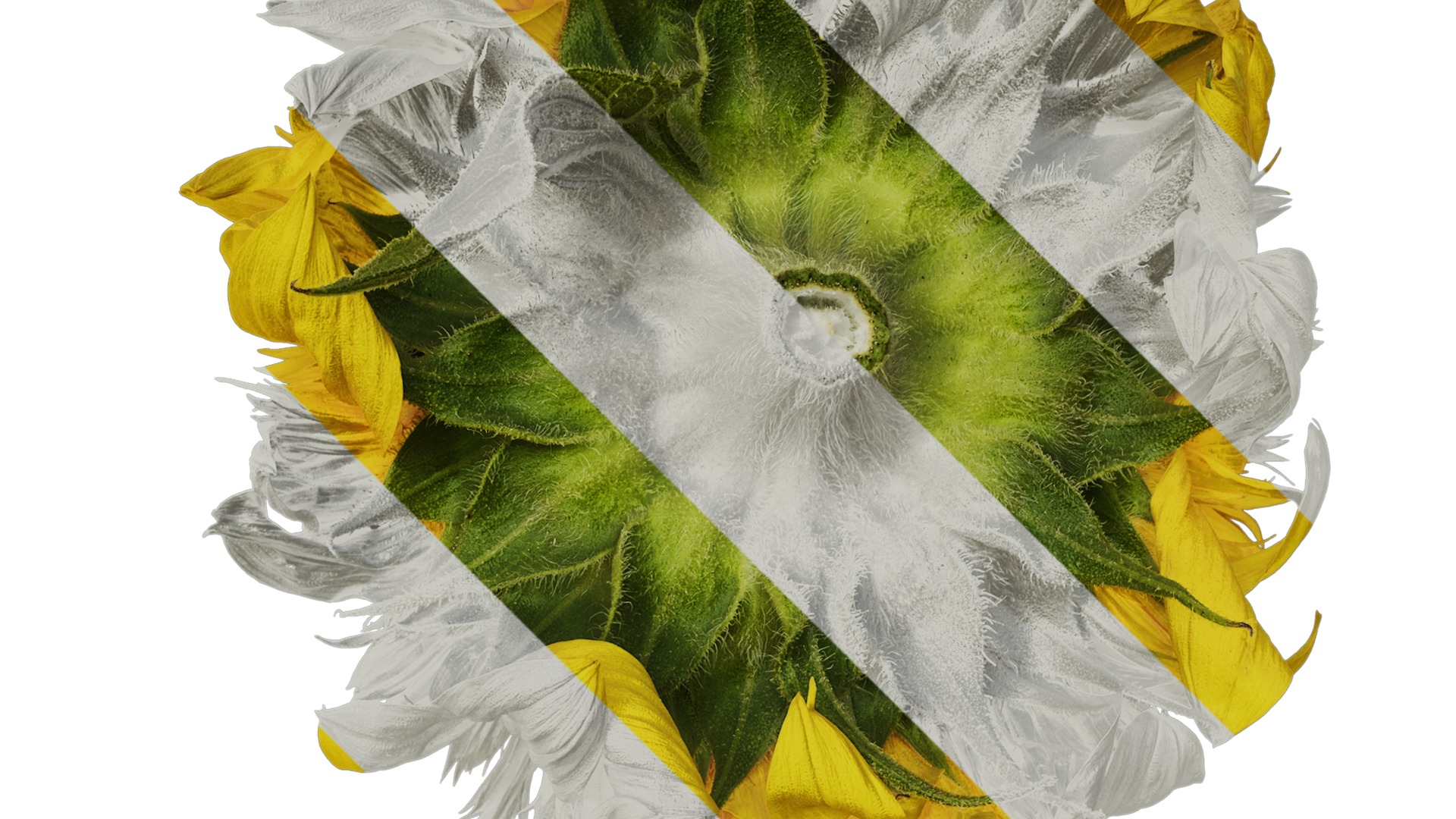 Anydrafts Helianthus annuus Flower 18 Texture_2