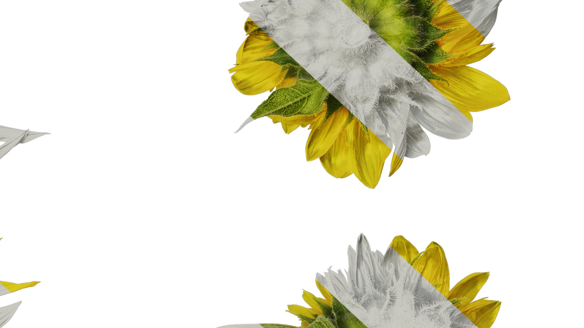 Anydrafts Helianthus annuus Flower 18 Texture_6