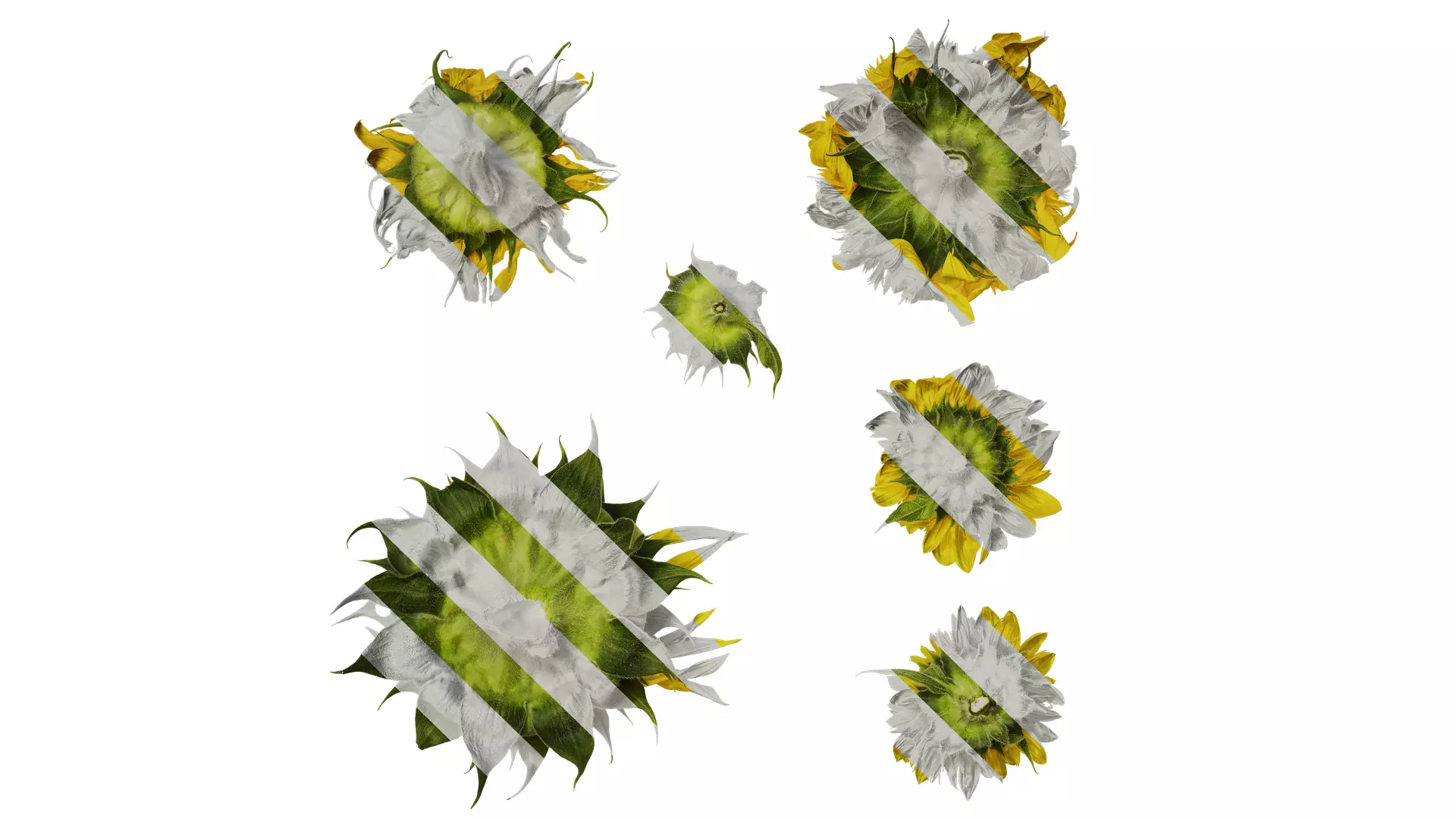 Anydrafts Helianthus annuus Flower 18 Texture_0