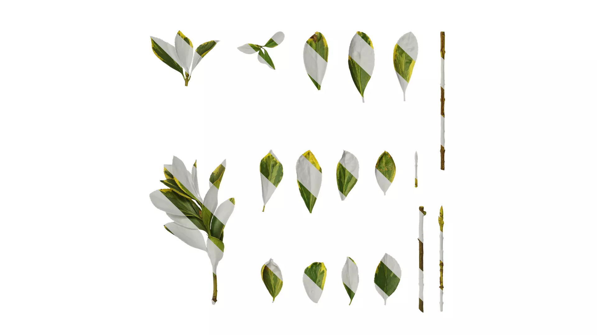 Anydrafts Euonymus japonicus aureo marginatus Atlas 01 F Texture