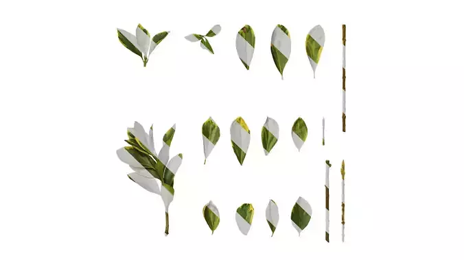 Anydrafts Euonymus japonicus aureo marginatus Atlas 01 F