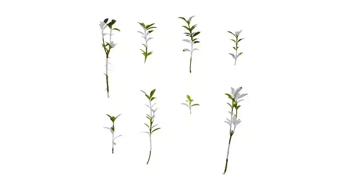 Anydrafts Euonymus japonicus aureo marginatus Atlas 06