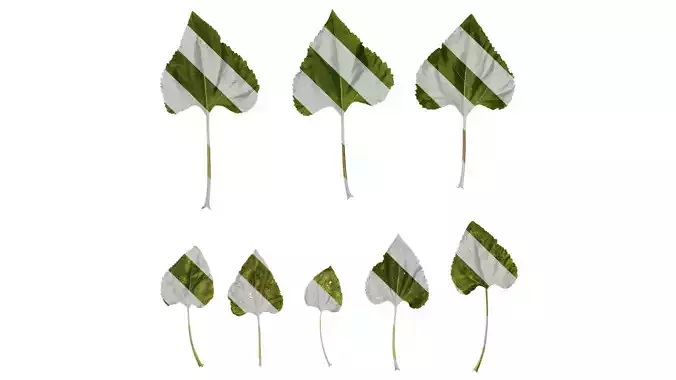 Anydrafts Helianthus annuus Leaf 03