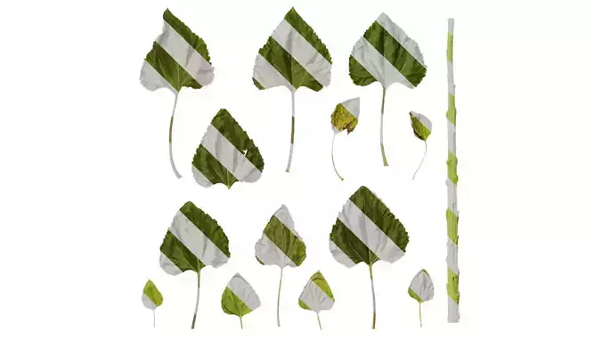 Anydrafts Helianthus annuus Leaf 04