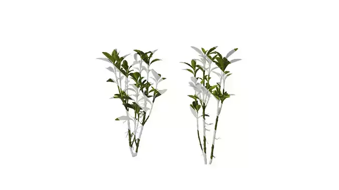 Anydrafts Euonymus japonicus aureo marginatus Atlas 07