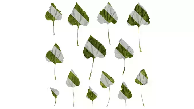 Anydrafts Helianthus annuus Leaf 05