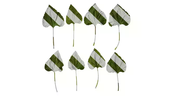 Anydrafts Helianthus annuus Leaf 06