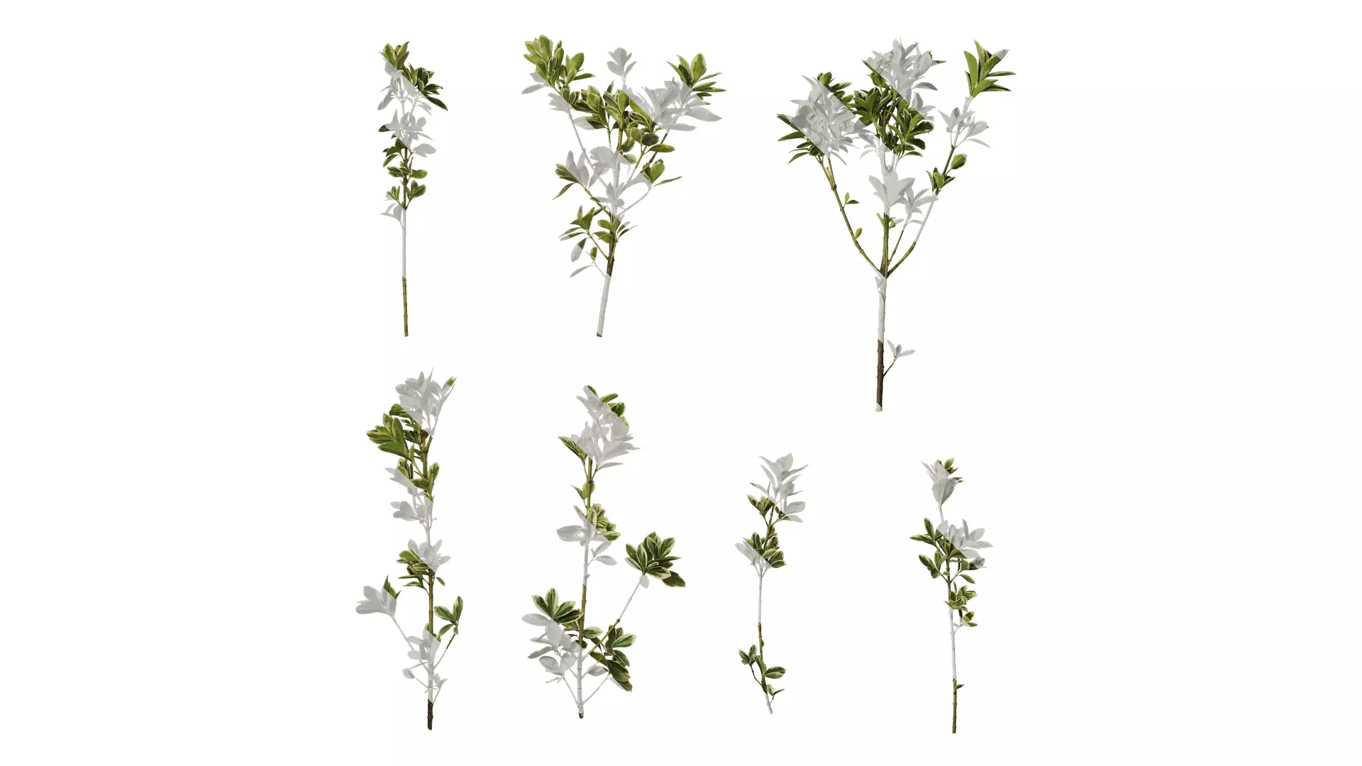 Anydrafts Euonymus japonicus aureo marginatus Atlas 08 Texture