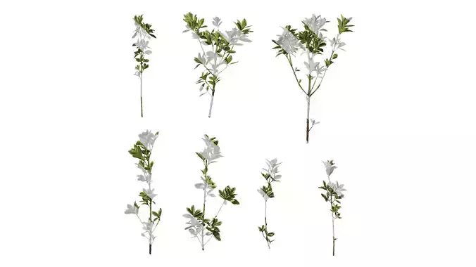 Anydrafts Euonymus japonicus aureo marginatus Atlas 08