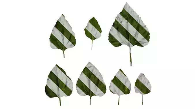 Anydrafts Helianthus annuus Leaf 08