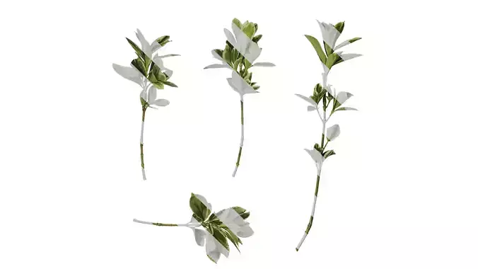 Anydrafts Euonymus japonicus aureo marginatus Atlas 09