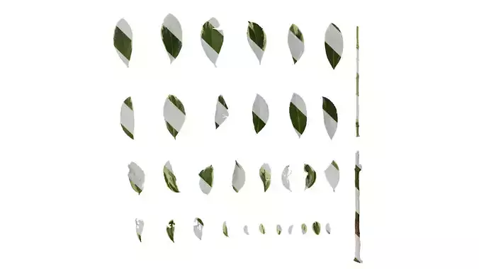 Anydrafts Euonymus japonicus aureo marginatus Leaf 01