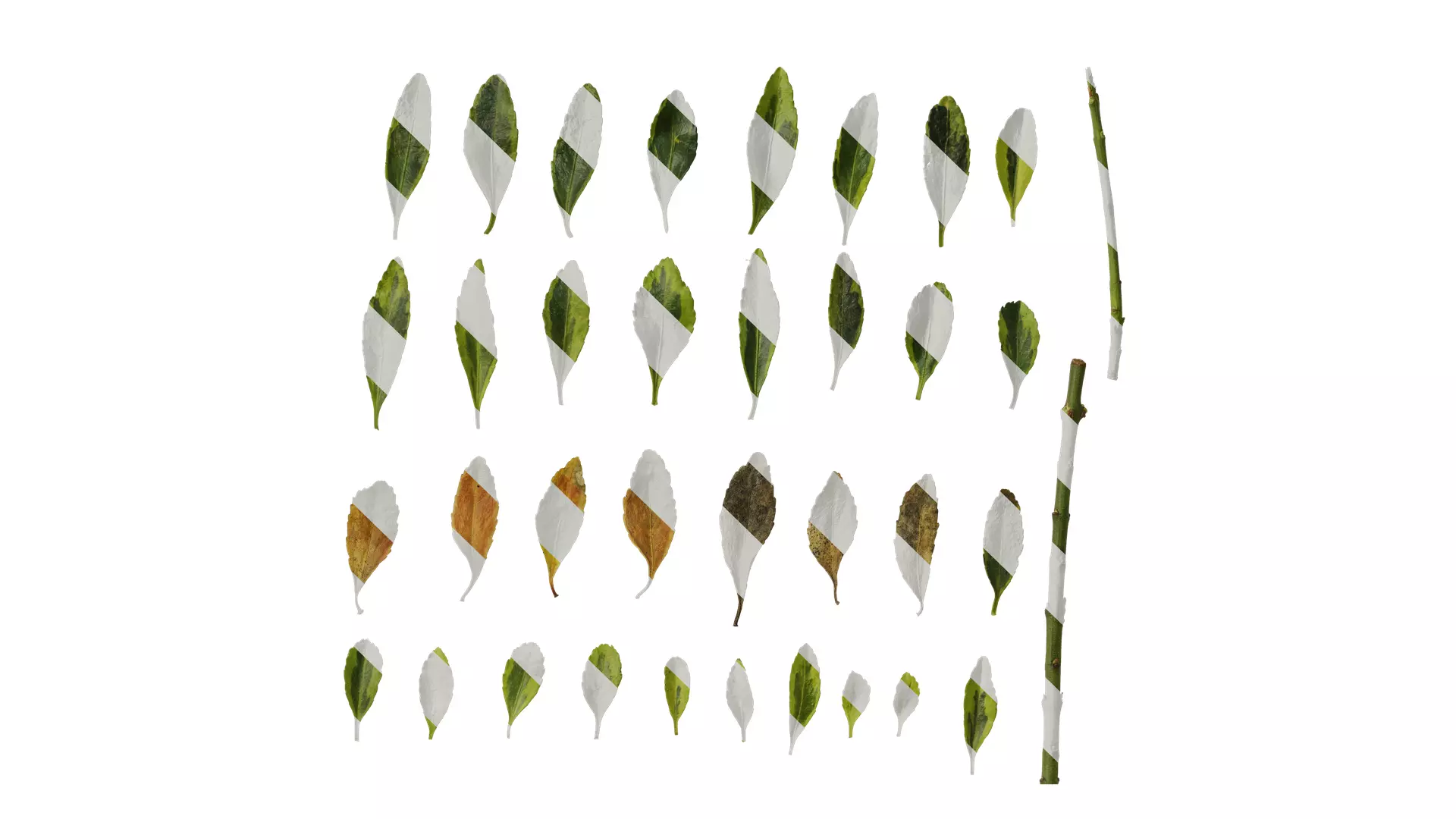 Anydrafts Euonymus japonicus aureo marginatus Leaf 03 Texture