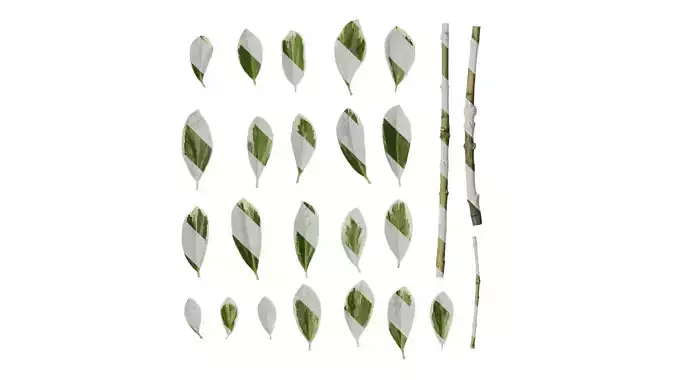 Anydrafts Euonymus japonicus aureo marginatus Leaf 04