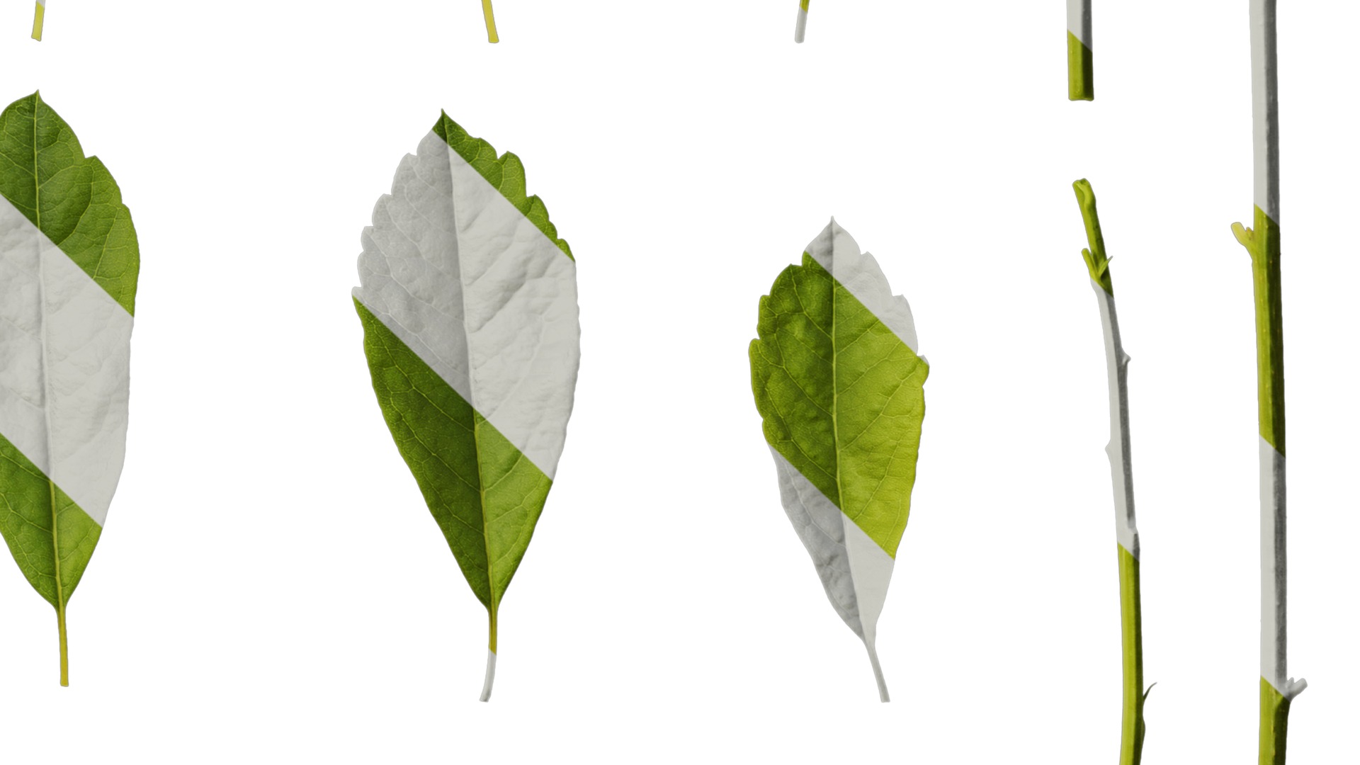 Anydrafts Exochorda racemosa Leaf 01 Texture_6