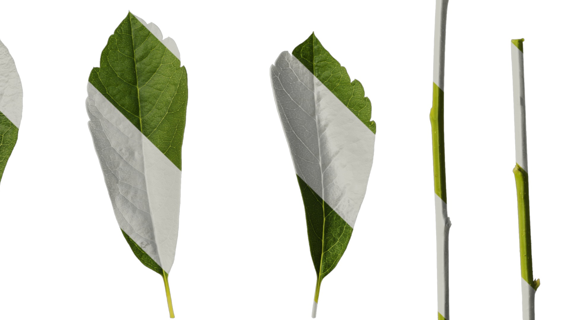 Anydrafts Exochorda racemosa Leaf 01 Texture_4