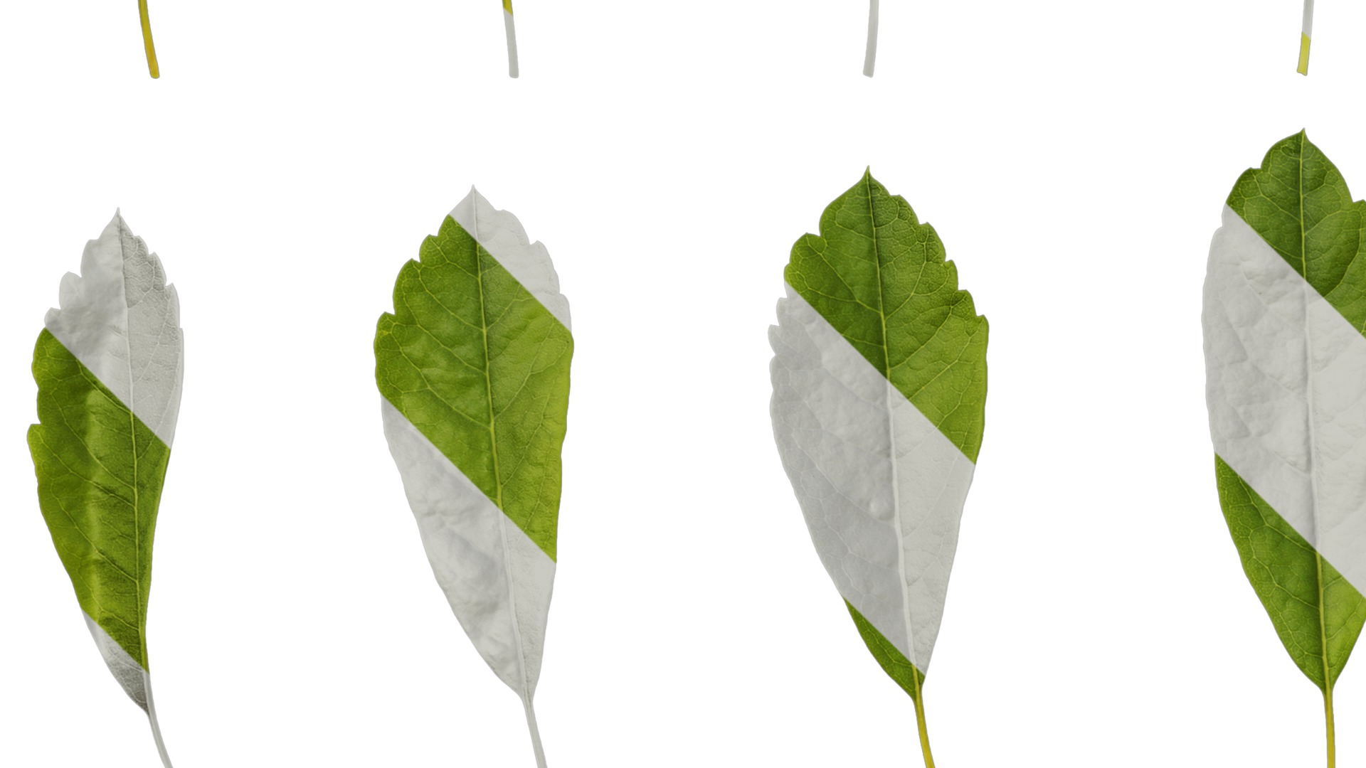 Anydrafts Exochorda racemosa Leaf 01 Texture_5