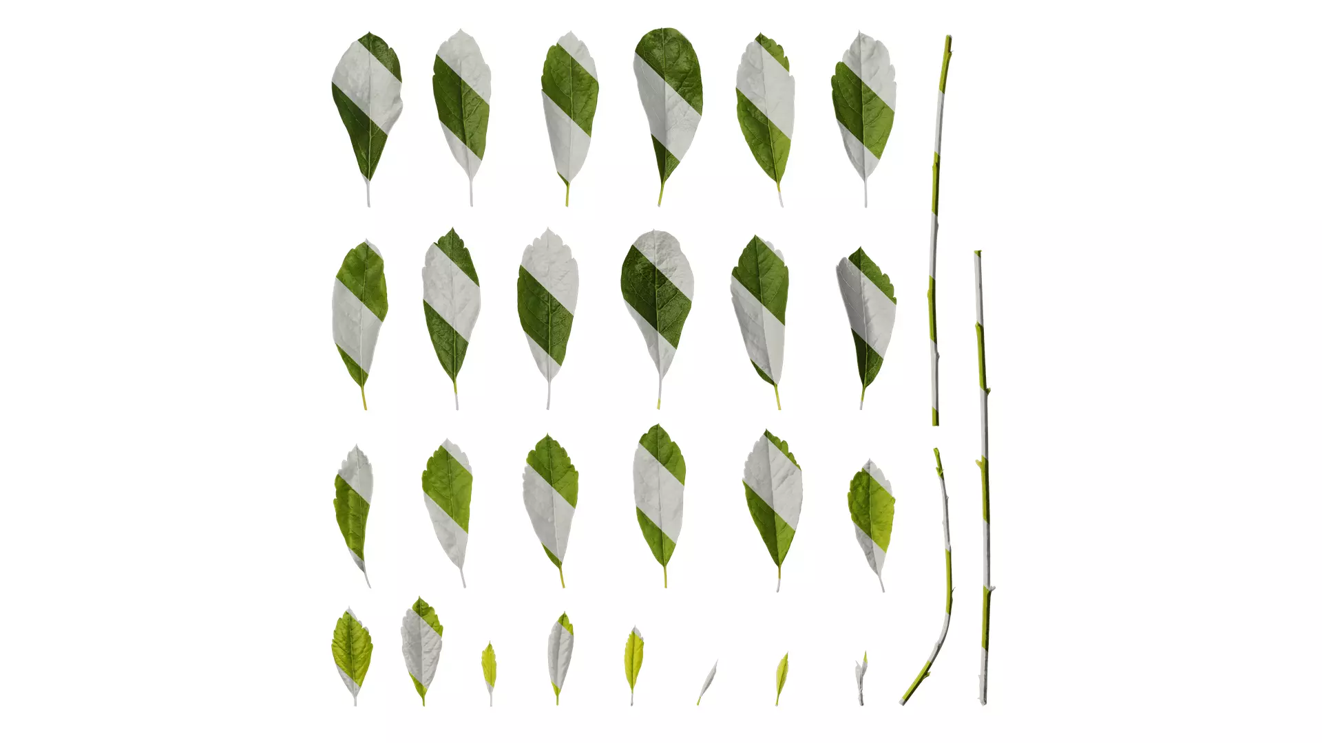 Anydrafts Exochorda racemosa Leaf 01 Texture_0