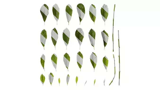 Anydrafts Exochorda racemosa Leaf 01