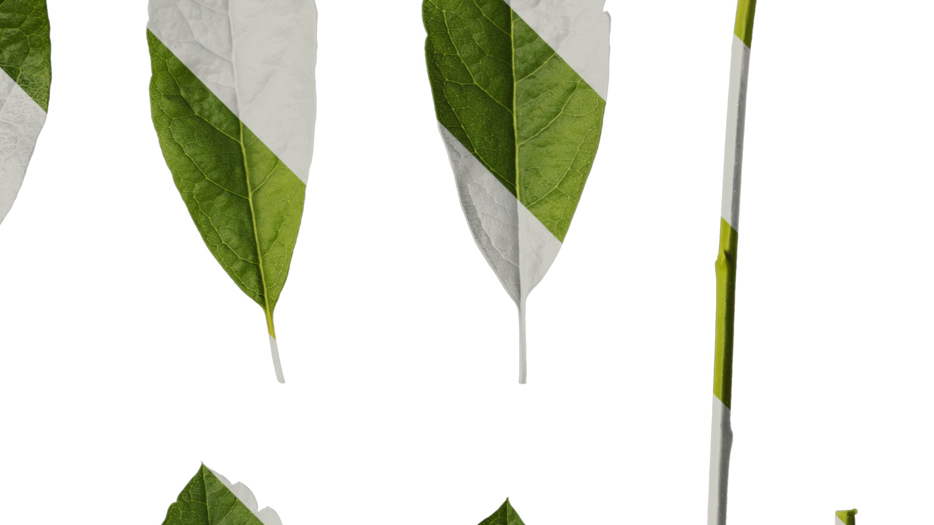 Anydrafts Exochorda racemosa Leaf 01 Texture_2