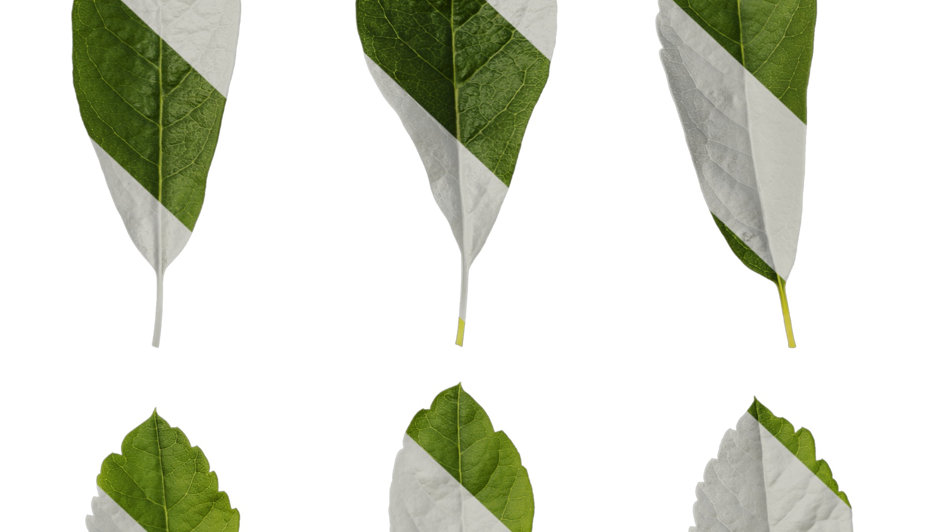 Anydrafts Exochorda racemosa Leaf 01 Texture_7