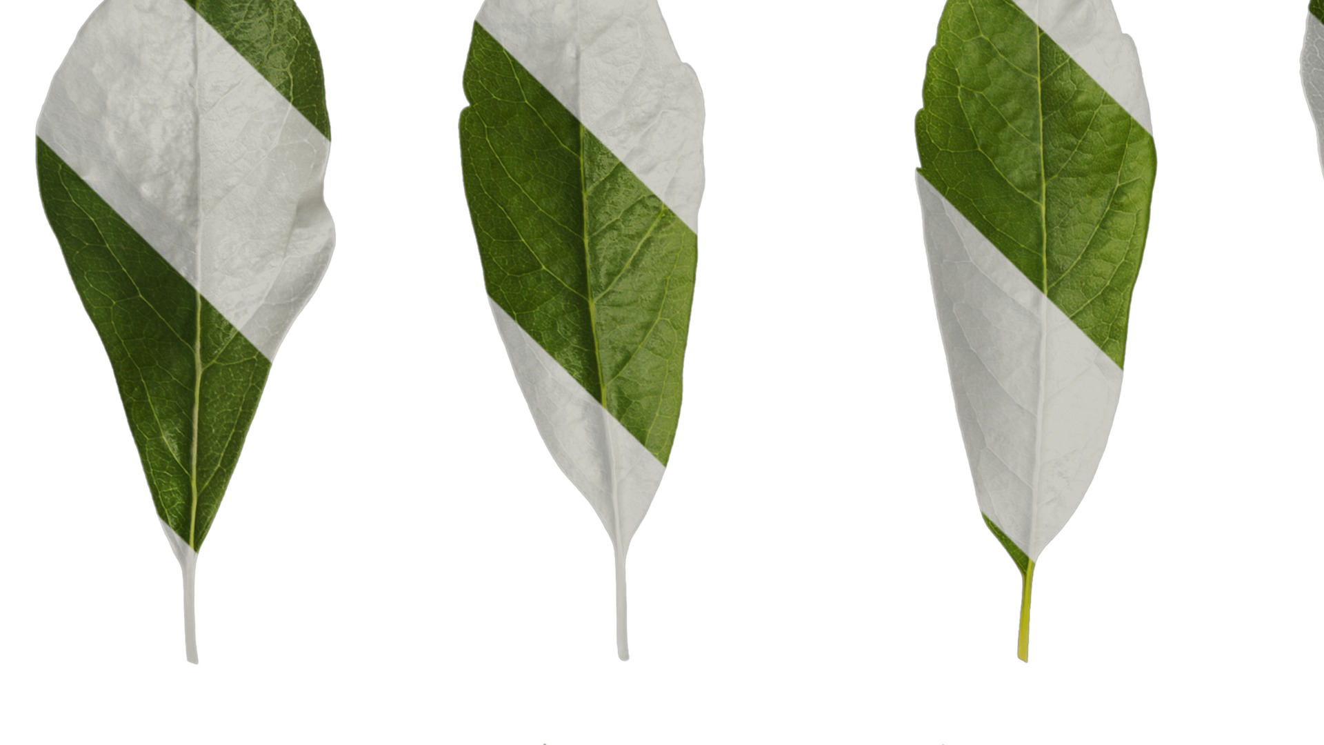 Anydrafts Exochorda racemosa Leaf 01 Texture_1