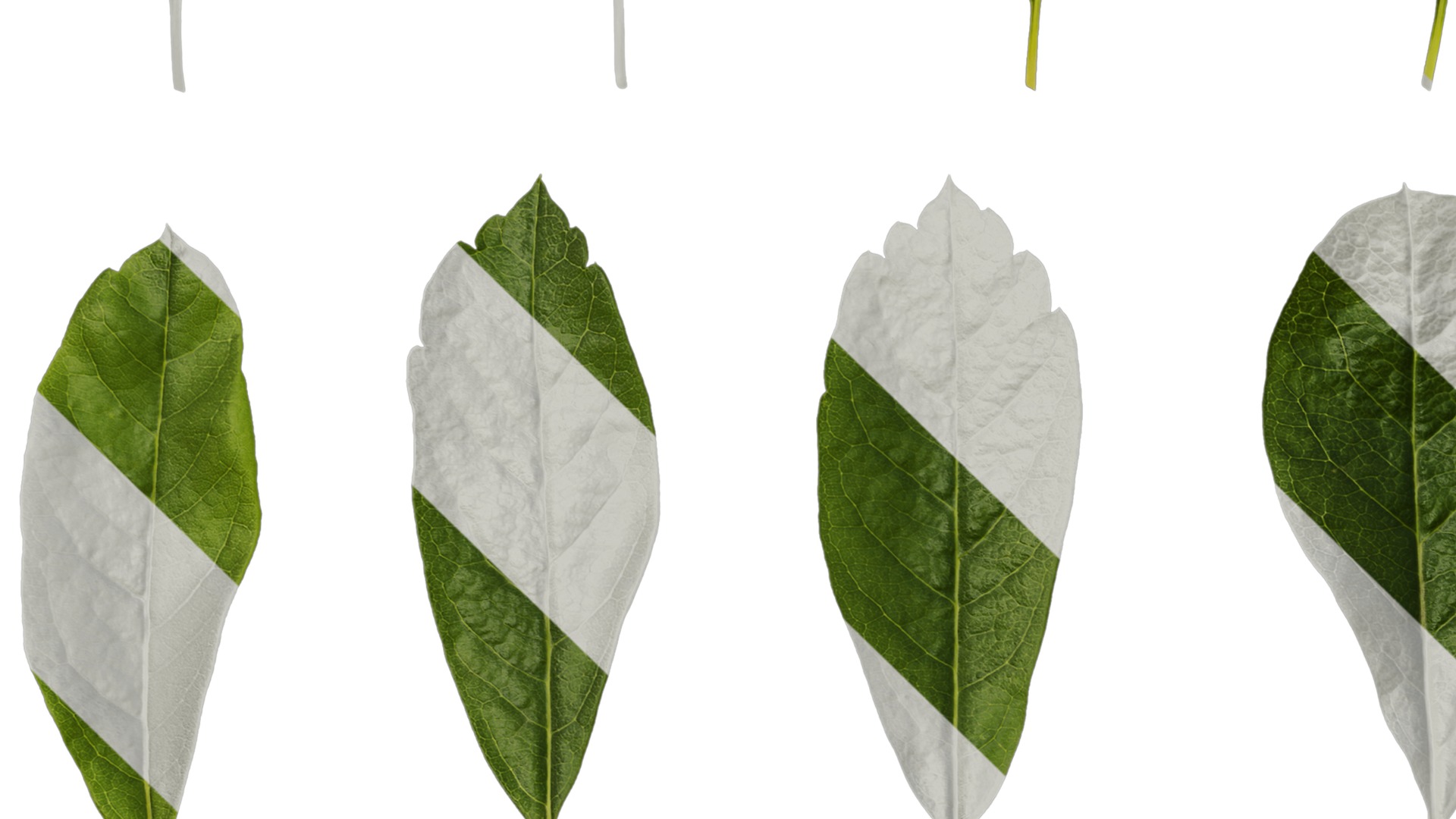 Anydrafts Exochorda racemosa Leaf 01 Texture_3