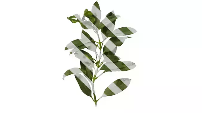 Anydrafts Fagraea ceilanica Atlas 01