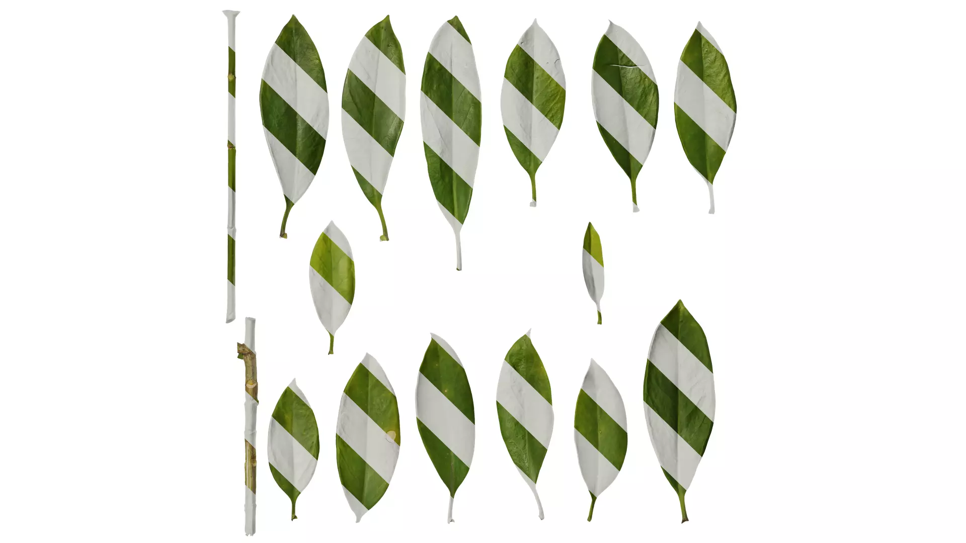 Anydrafts Fagraea ceilanica Leaf 01 Texture