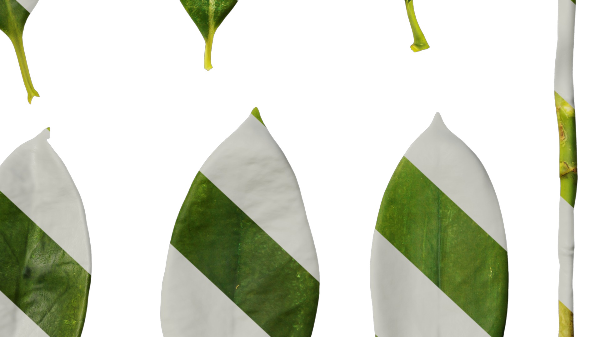 Anydrafts Fagraea ceilanica Leaf 02 Texture_6