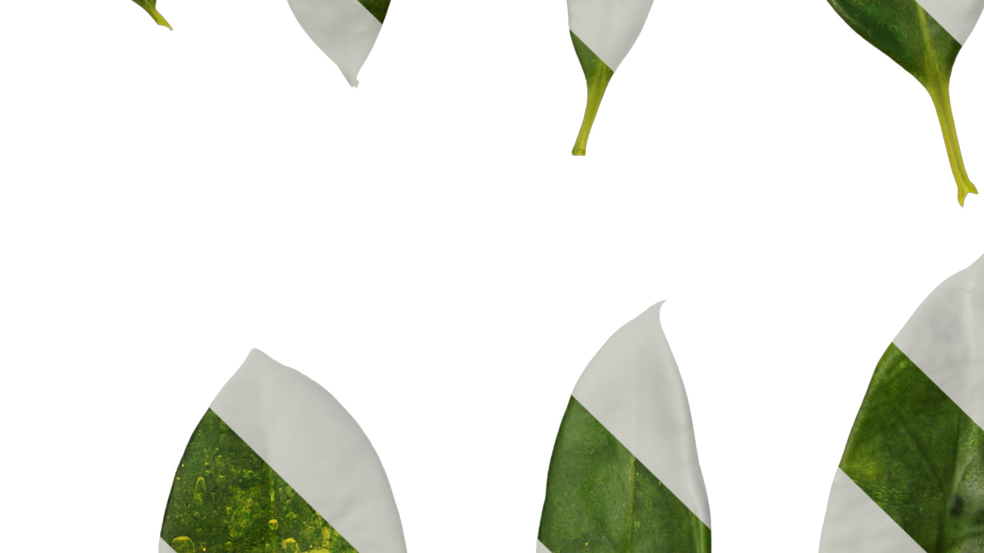 Anydrafts Fagraea ceilanica Leaf 02 Texture_5