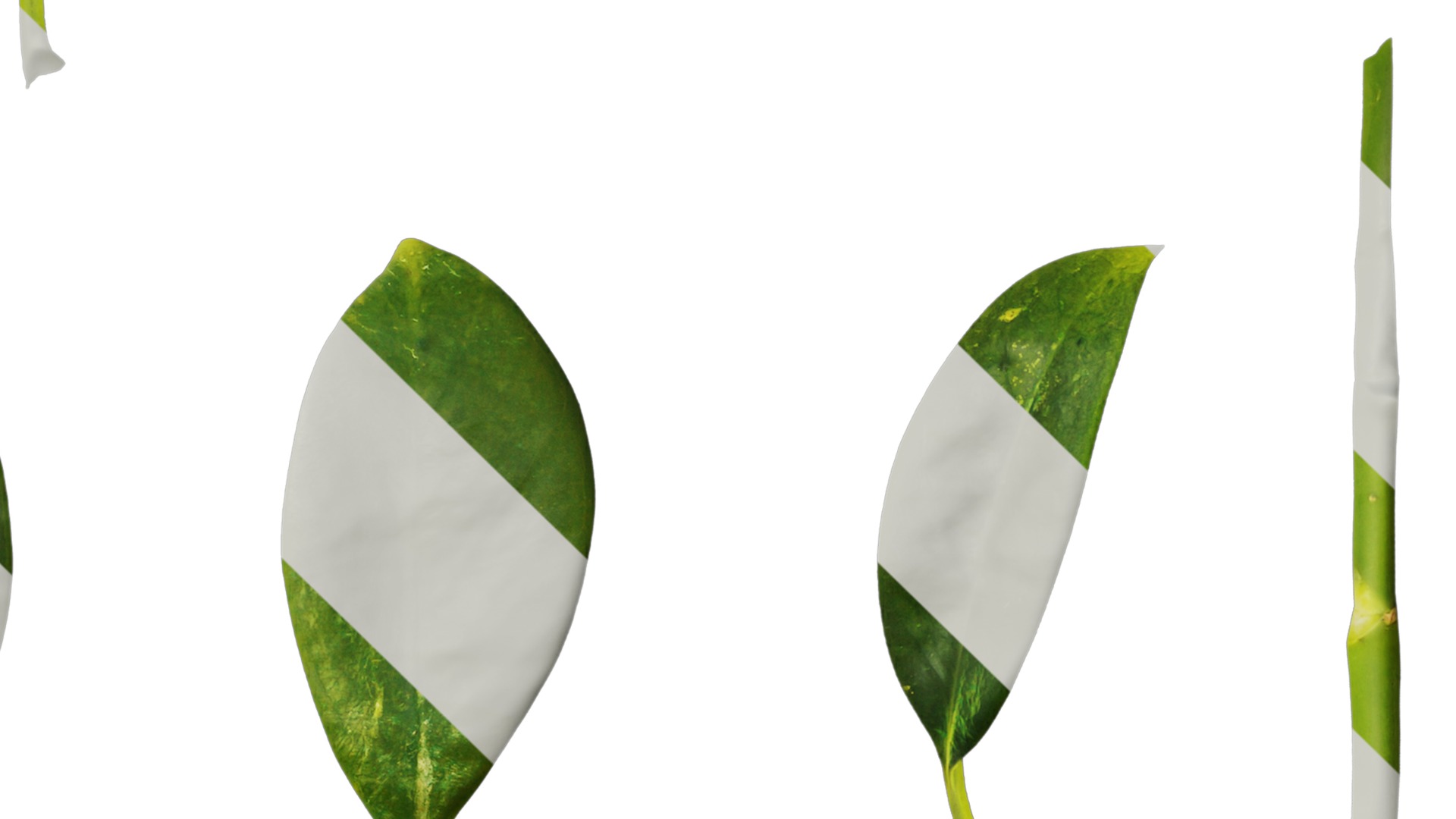 Anydrafts Fagraea ceilanica Leaf 02 Texture_4