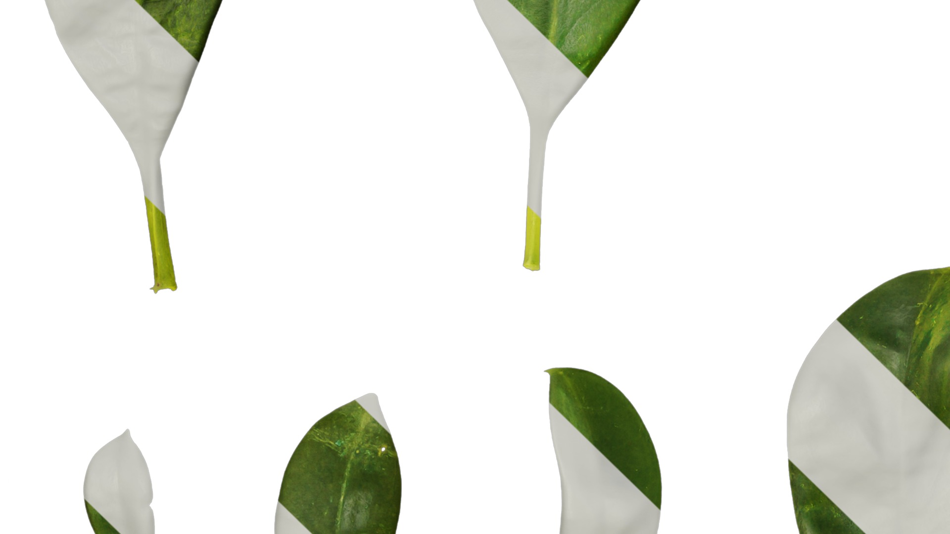 Anydrafts Fagraea ceilanica Leaf 02 Texture_3