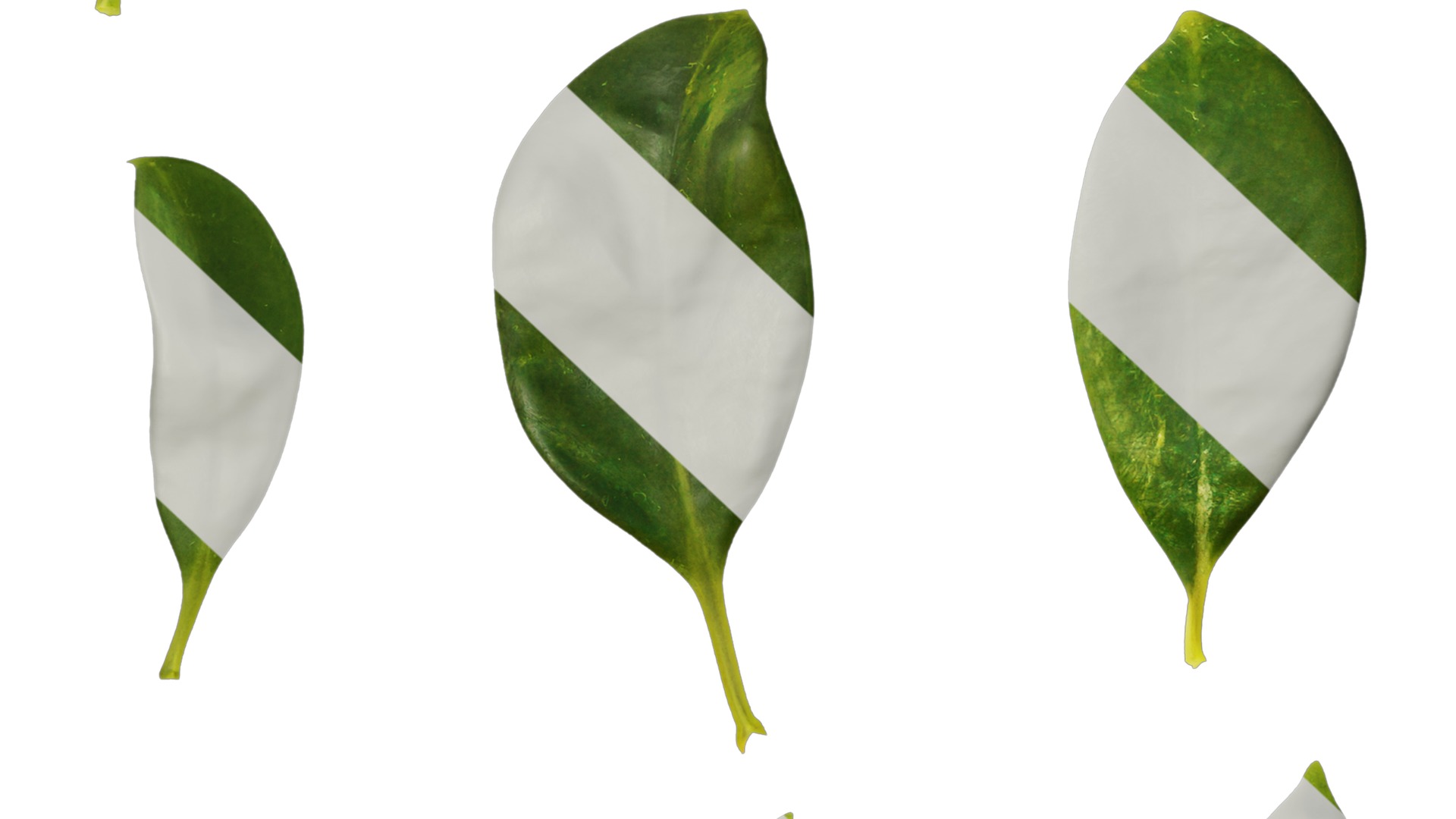 Anydrafts Fagraea ceilanica Leaf 02 Texture_7