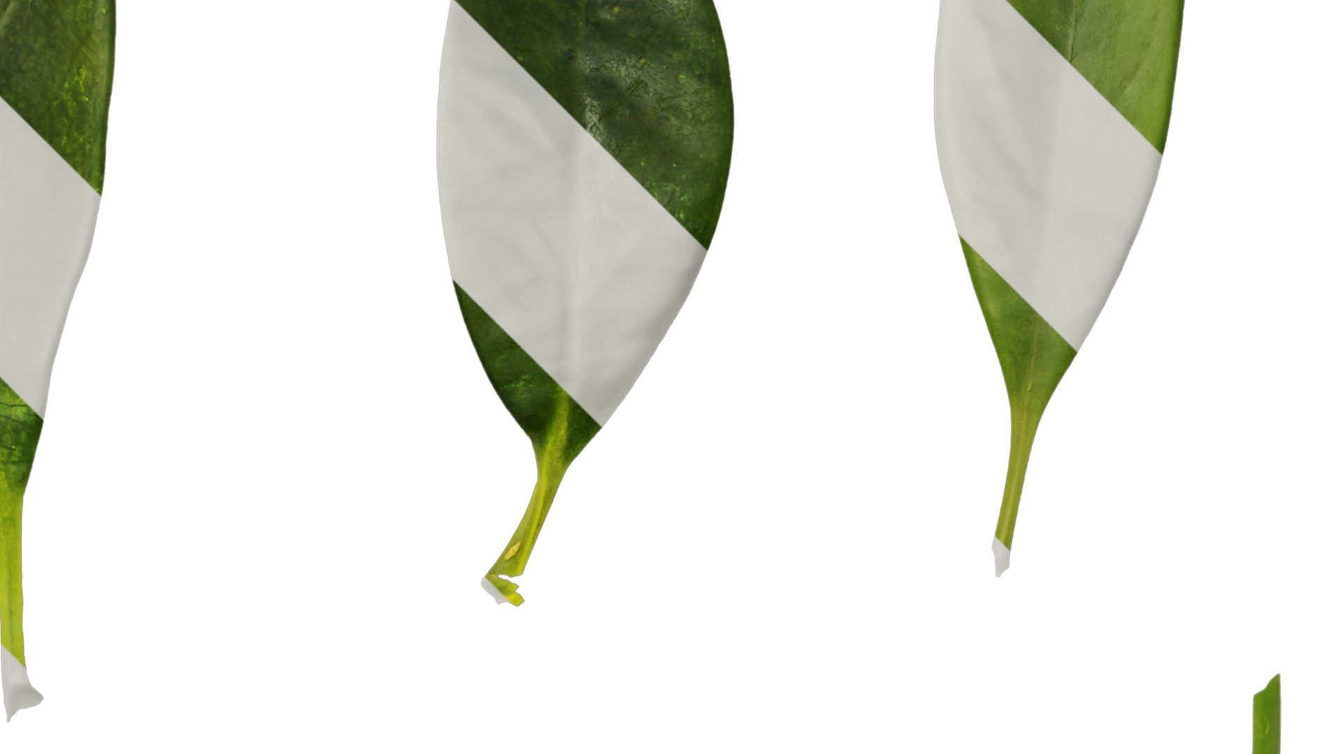 Anydrafts Fagraea ceilanica Leaf 02 Texture_2