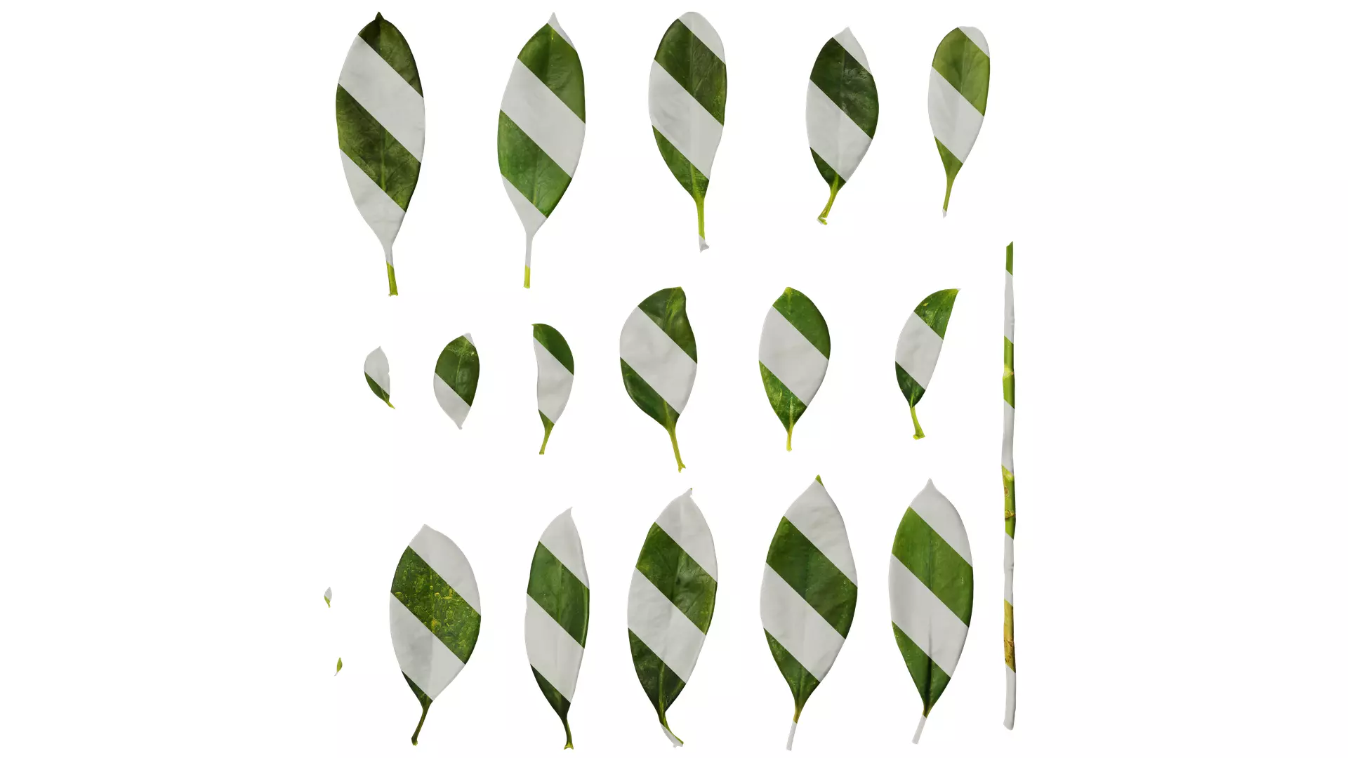 Anydrafts Fagraea ceilanica Leaf 02 Texture_0