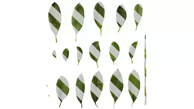 Anydrafts Fagraea ceilanica Leaf 02