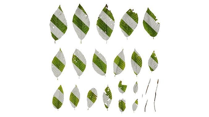 Anydrafts Fagus engleriana Leaf 01 Texture
