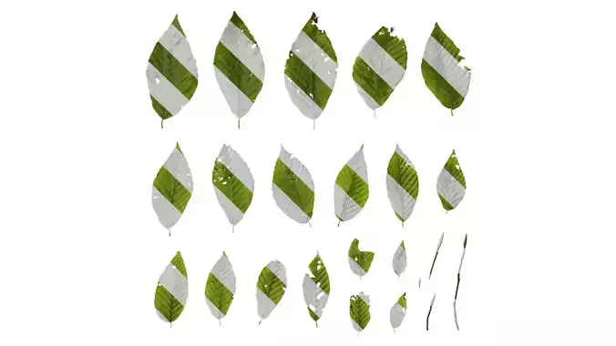 Anydrafts Fagus engleriana Leaf 01